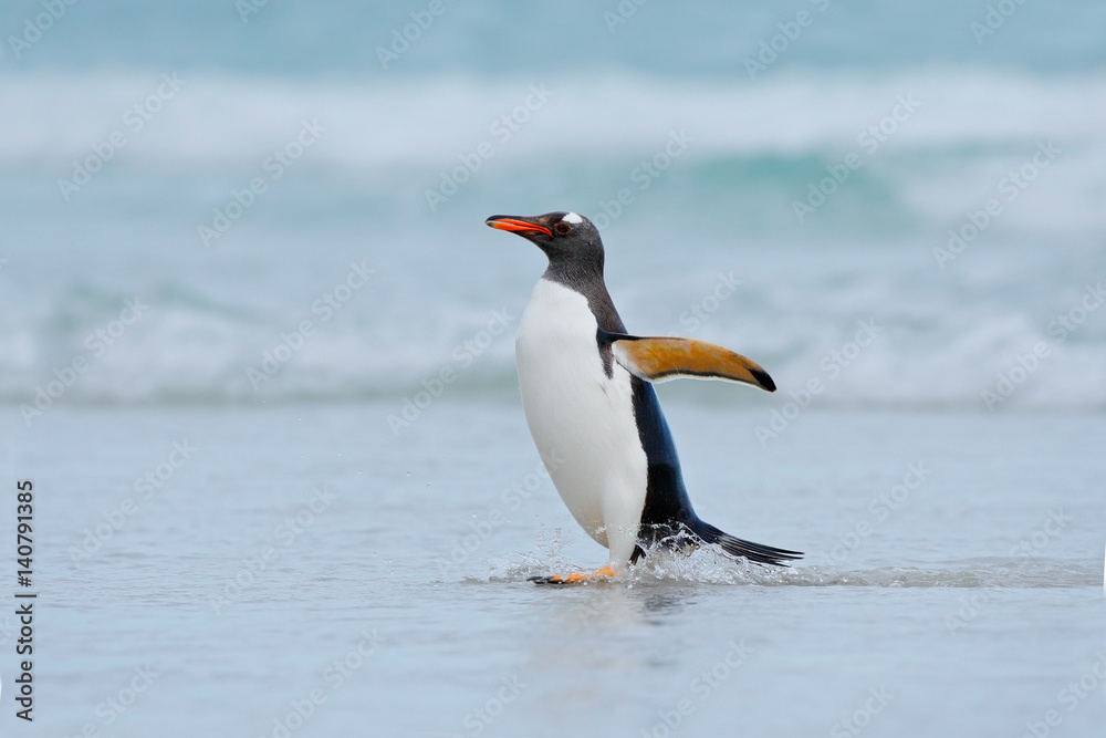 Gentoo企鹅在福克兰岛的海洋中游泳时跳出蓝色的海水