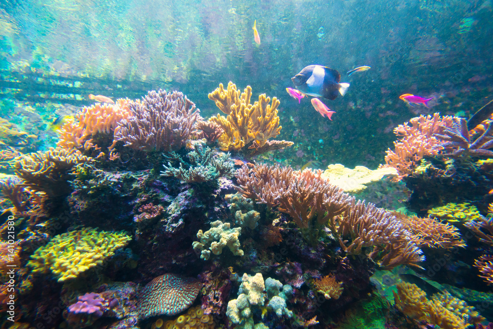 拥有珊瑚和热带鱼的奇妙而美丽的海底世界。