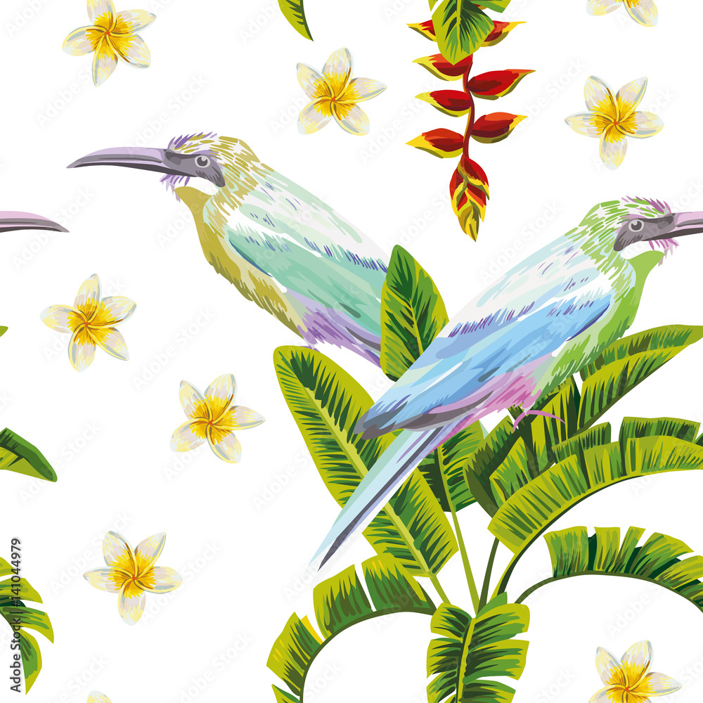 热带鸟类、花卉和植物白色背景