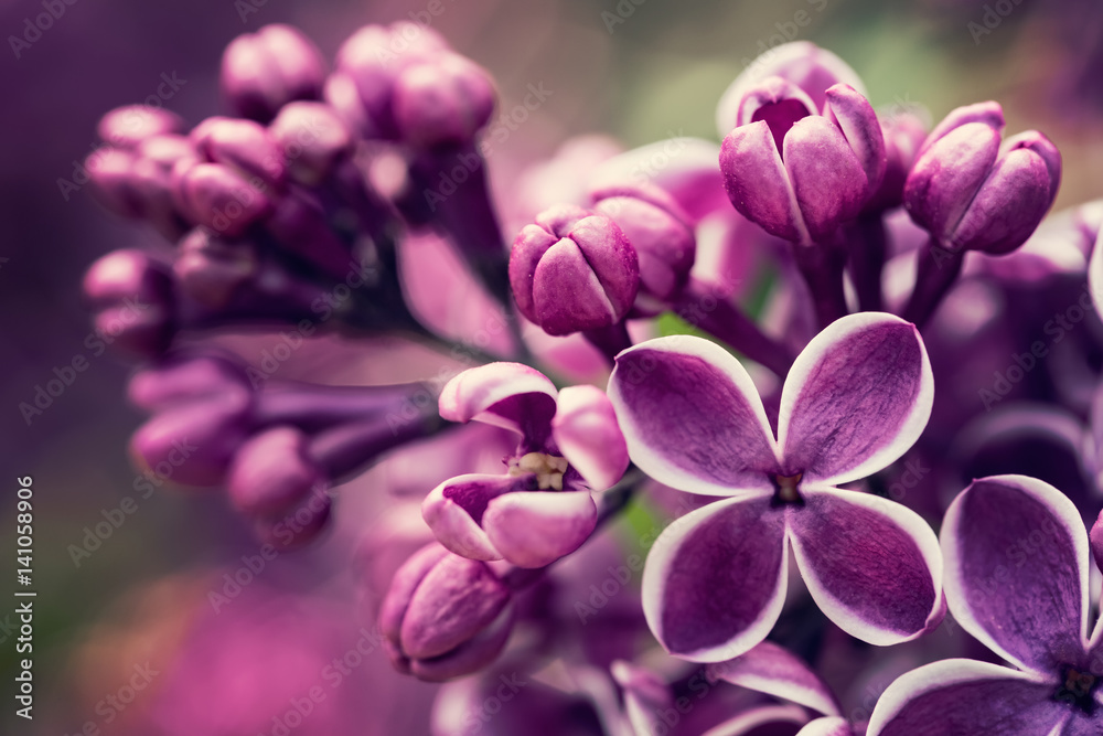 紫丁香开花