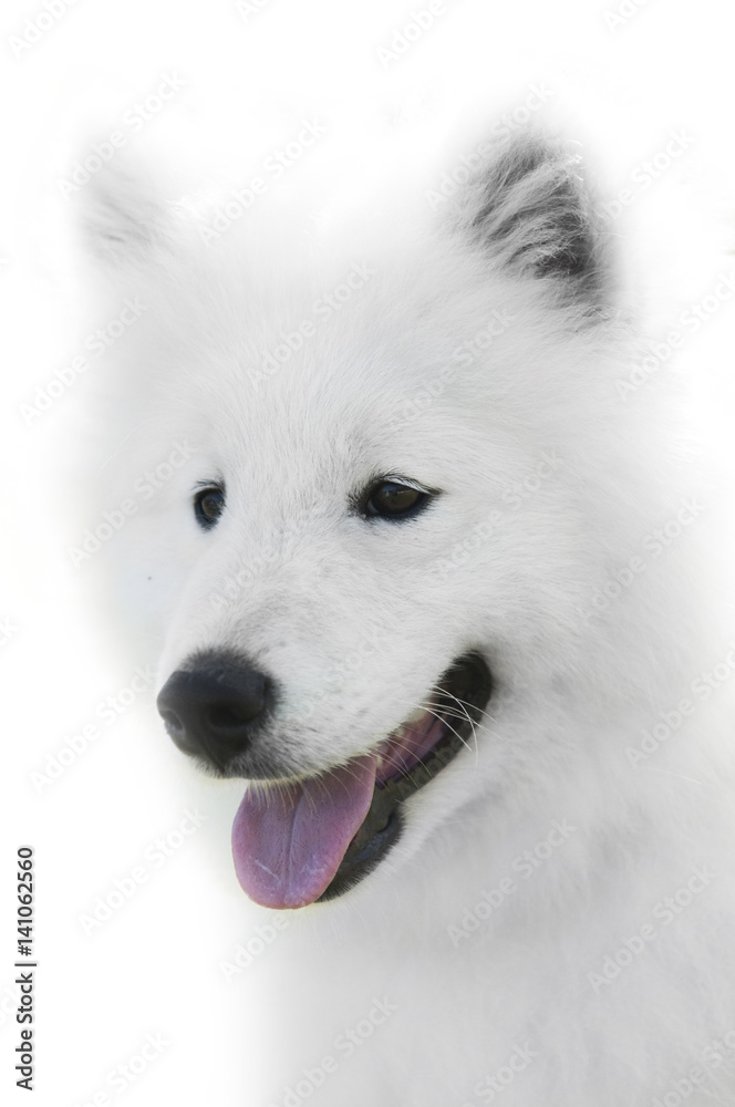 特写白色背景的萨摩耶犬