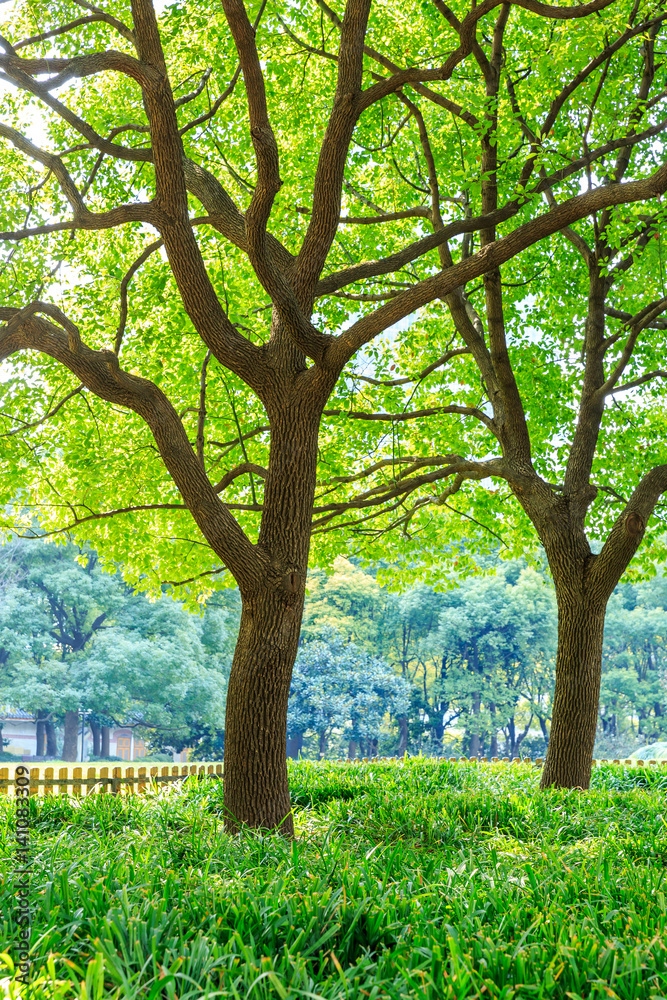 上海城市公园里的绿树