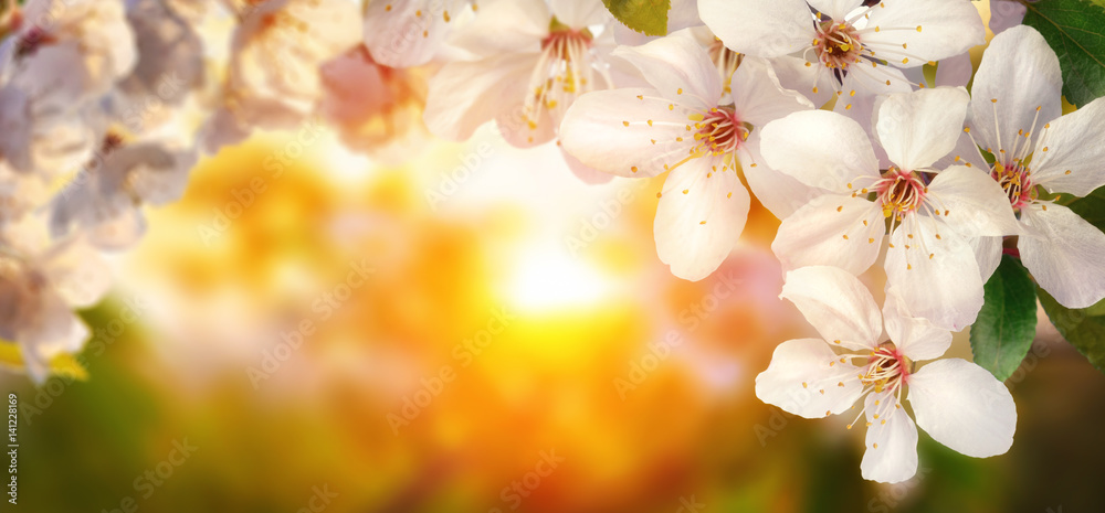 Kirschblüten umrahmen die warme untergehende Sonne
