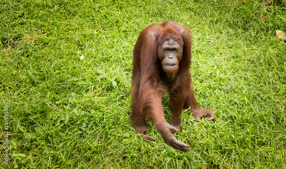 雌性猩猩乞讨姿势的肖像。