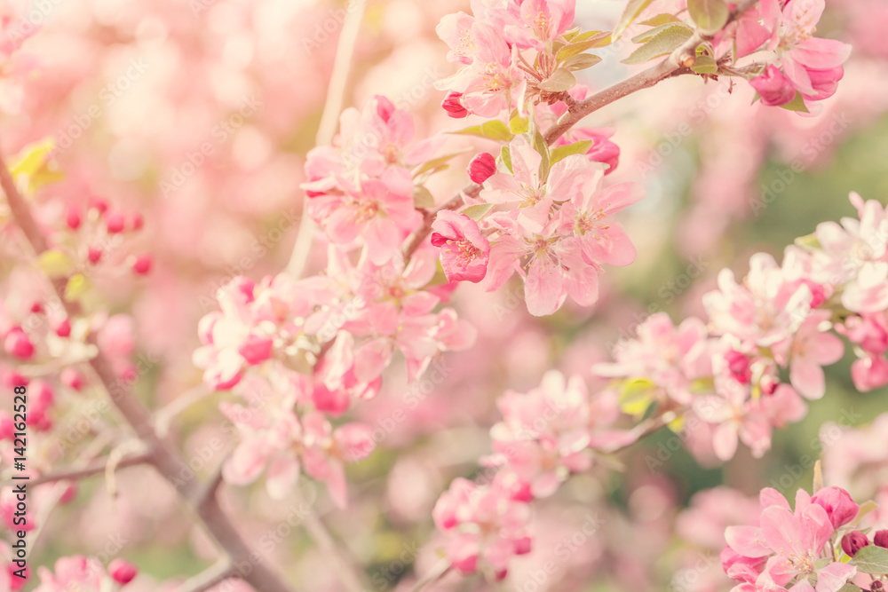在阳光下开出粉红色花朵的开花树枝