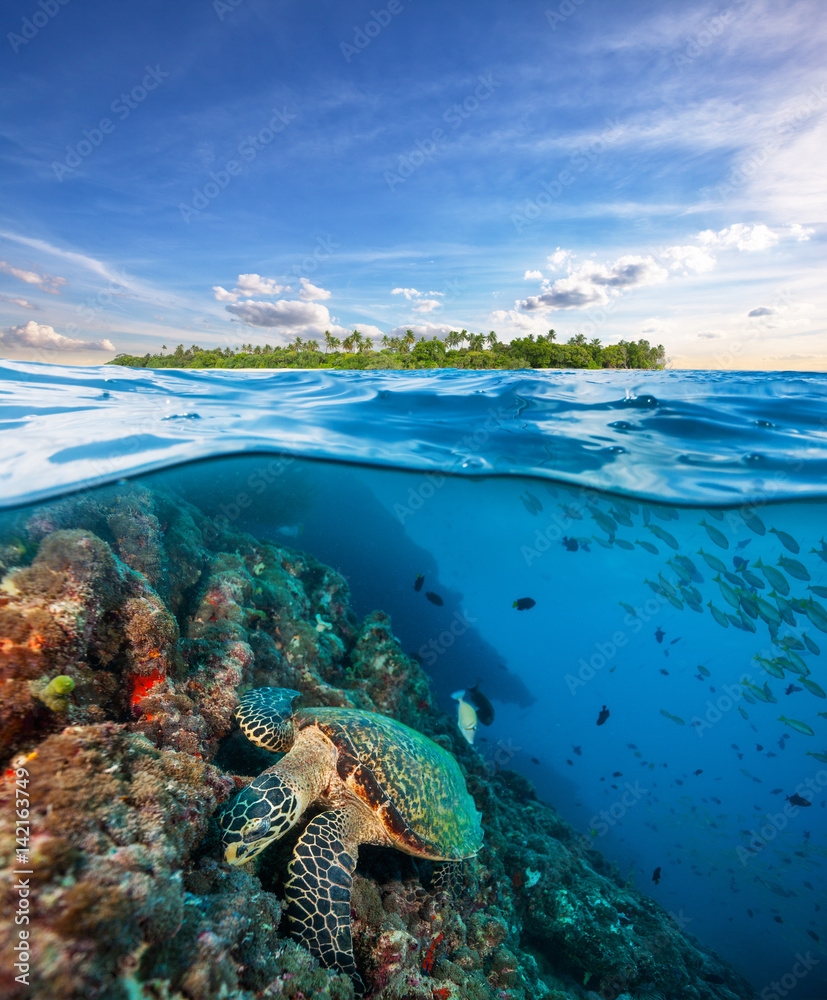 霍克斯比海龟探索水面下的珊瑚礁
