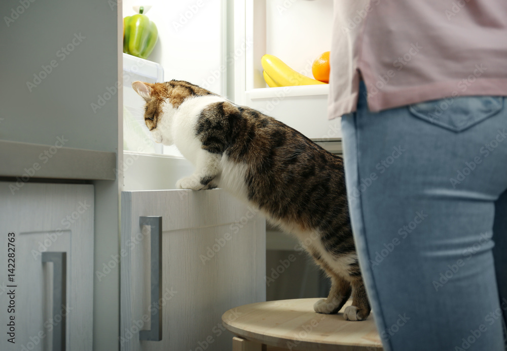 年轻女人和可爱有趣的猫在打开的冰箱里看