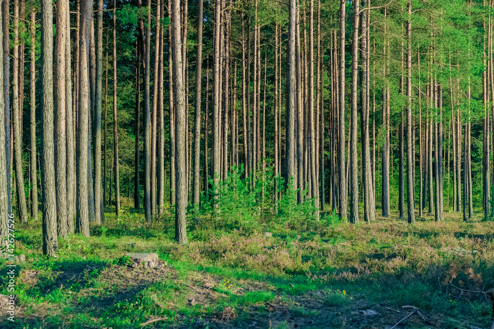 拉脱维亚有被砍伐树桩的松林