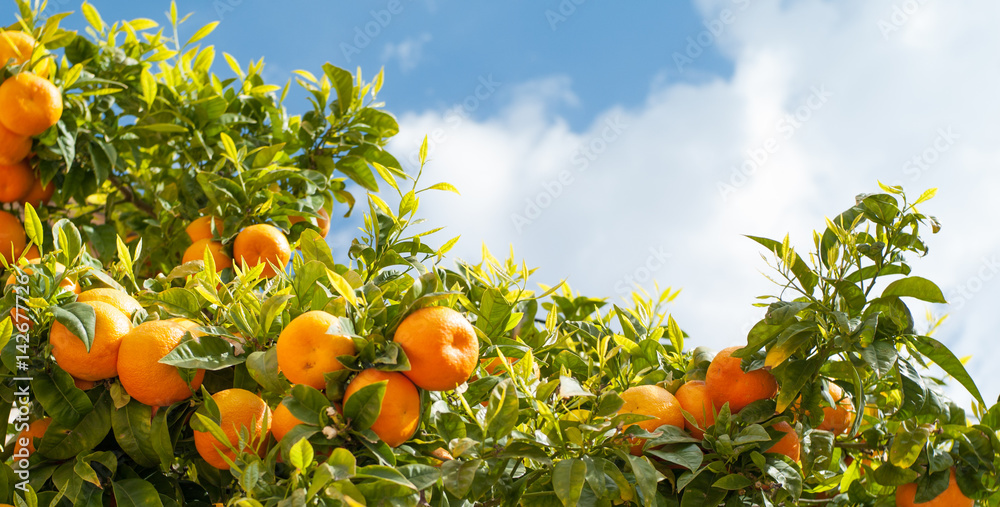 橘子树上成熟的橘子