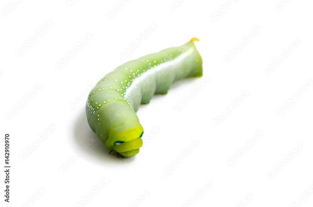 毛毛虫，大绿色蠕虫，白底大绿色蠕虫