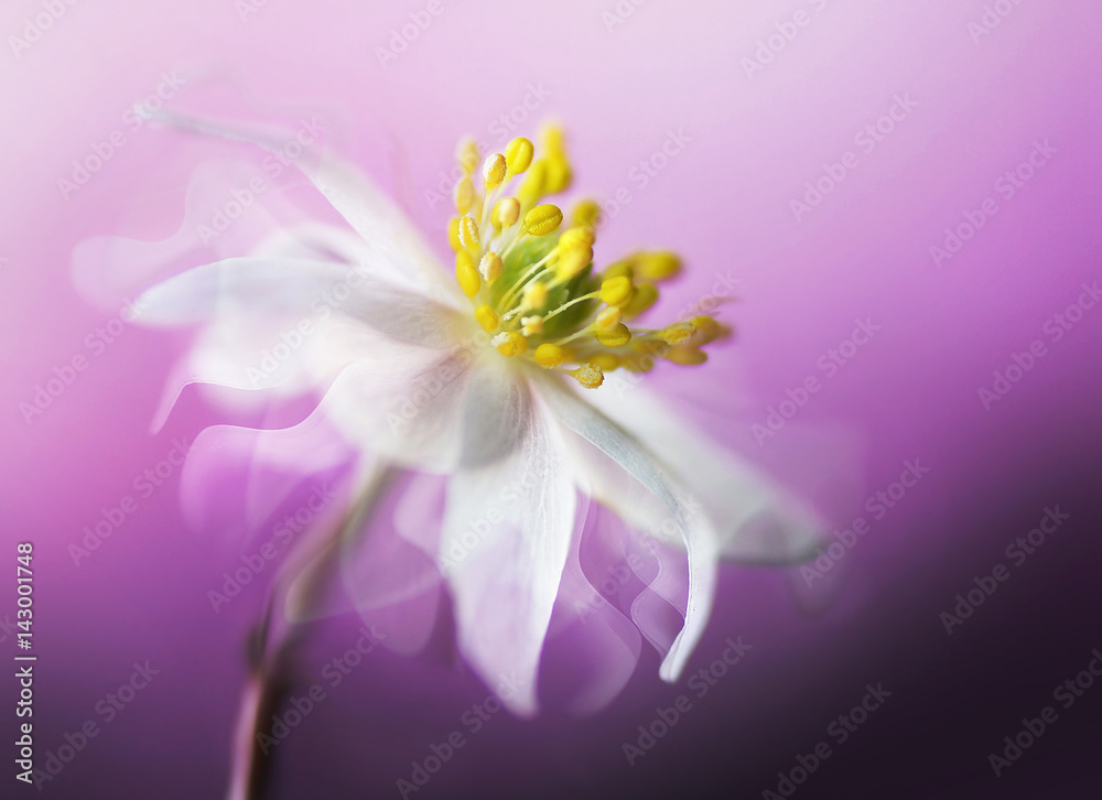 大而美丽的白色春葵花特写，紫色背景，飘动