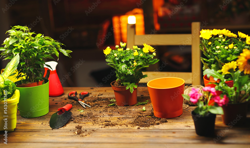 Transplanting pot flowers plant on table