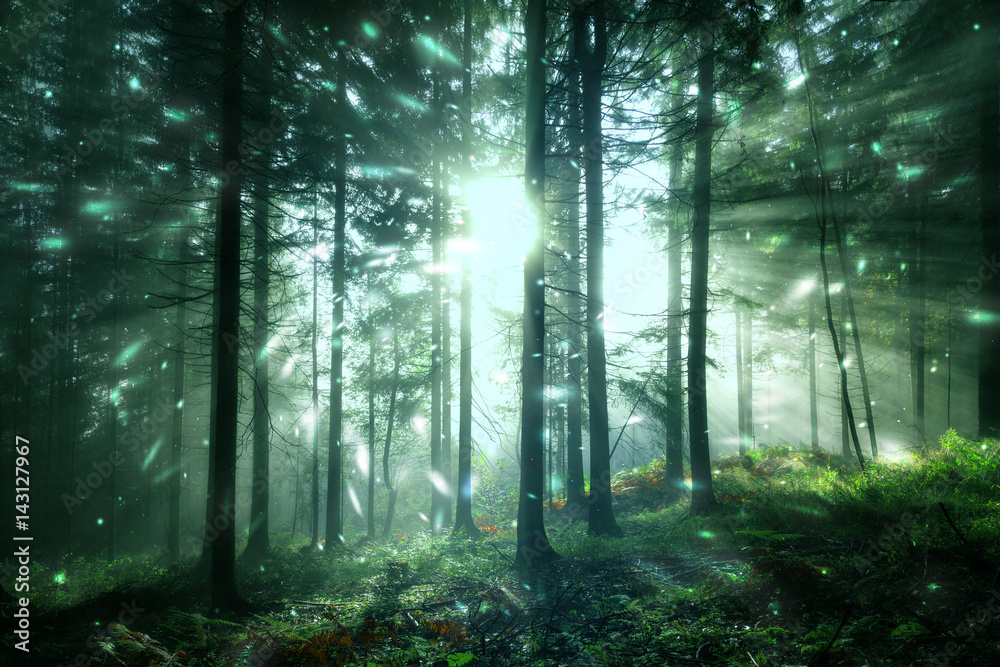 雾蒙蒙、阳光明媚的森林景观中的神奇阳光，萤火虫的光芒。可爱的童话林地。