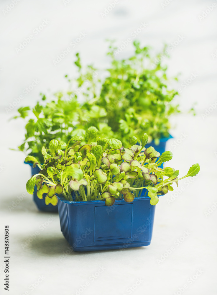 新鲜的春天绿色活萝卜在白色大理石背景下的蓝色塑料盆中发芽
