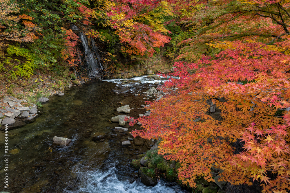日本青森县黑木市中野末见山秋季的富户溪。