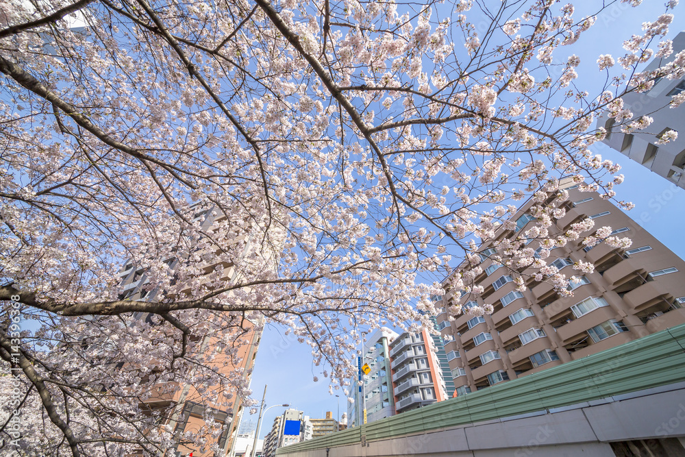 東京の桜