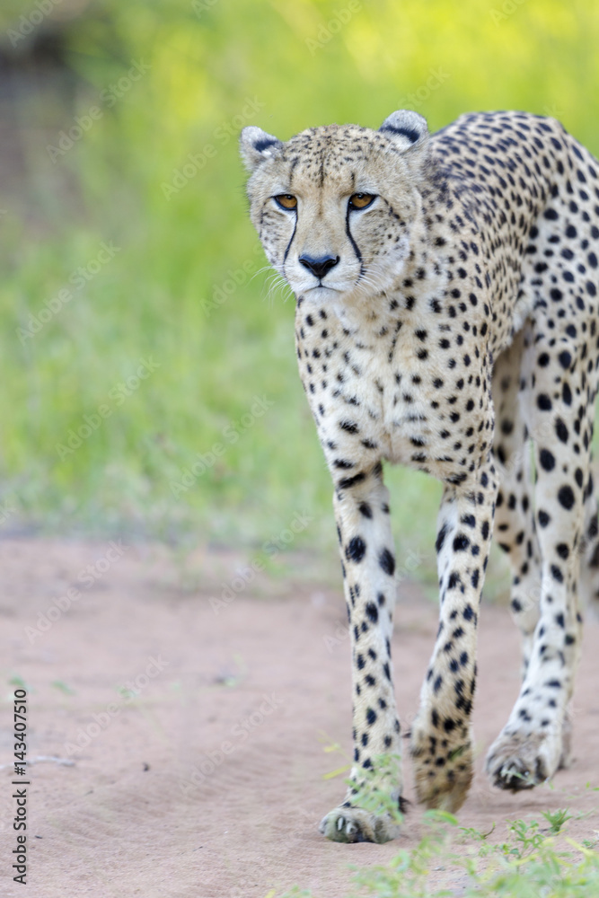 南非夸祖鲁-纳塔尔猎豹
