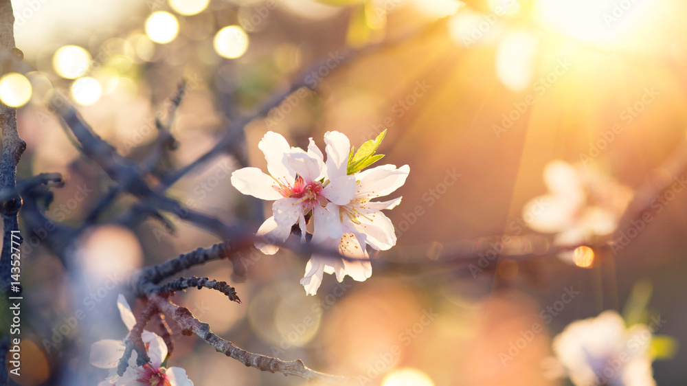 春天的花朵背景。美丽的自然景观，盛开的杏树