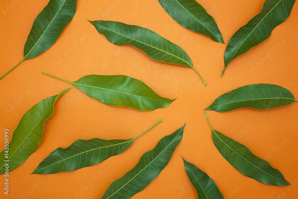 Mango leaves on colorful paper background,concept summer background and product design.
