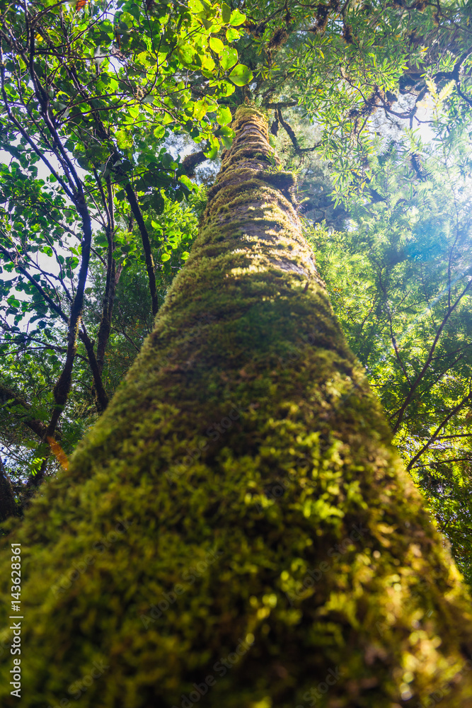 The trees in the humid tropical forest covered with moss