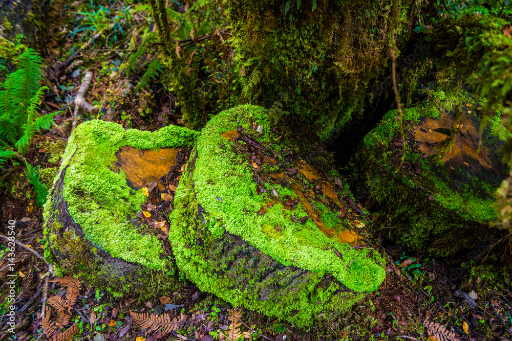 潮湿热带森林中长满苔藓的树木