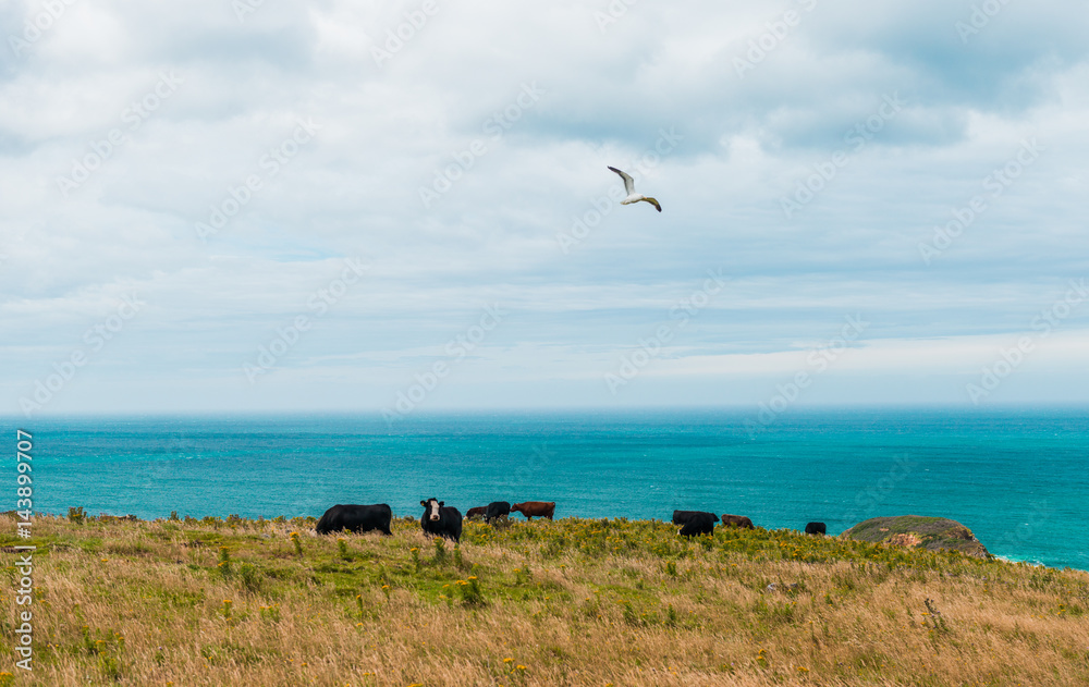 奶牛在山上吃草，背景是海洋