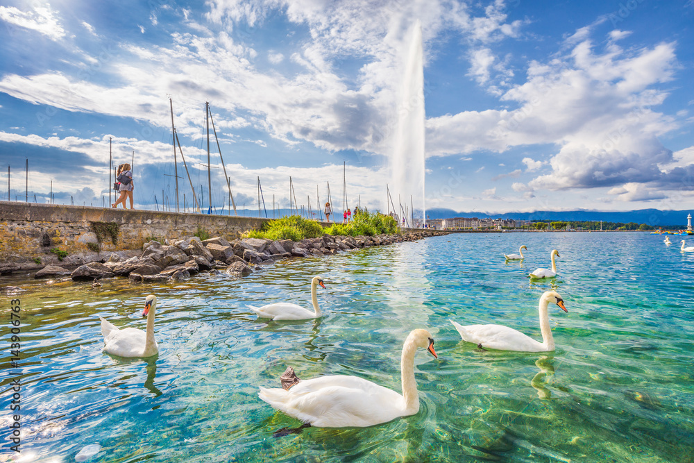日内瓦湖上的天鹅，夏季背景是著名的Jet dEau喷泉，瑞士日内瓦