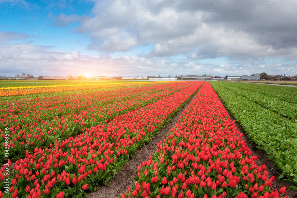 郁金香。盛开的花朵。荷兰农业农村里一排排盛开的红黄郁金香
