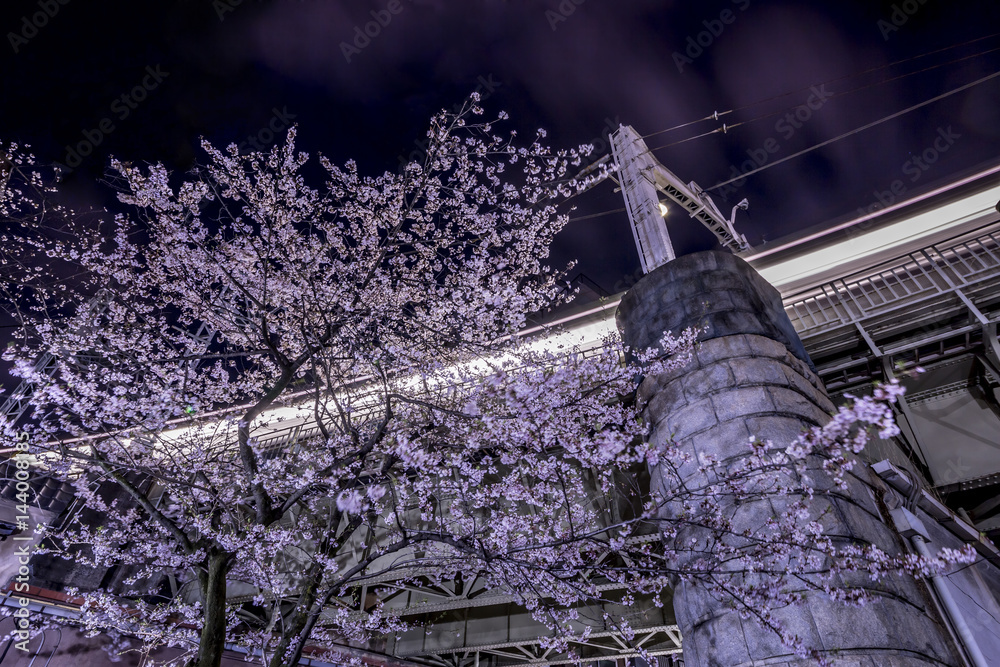 東京の夜桜