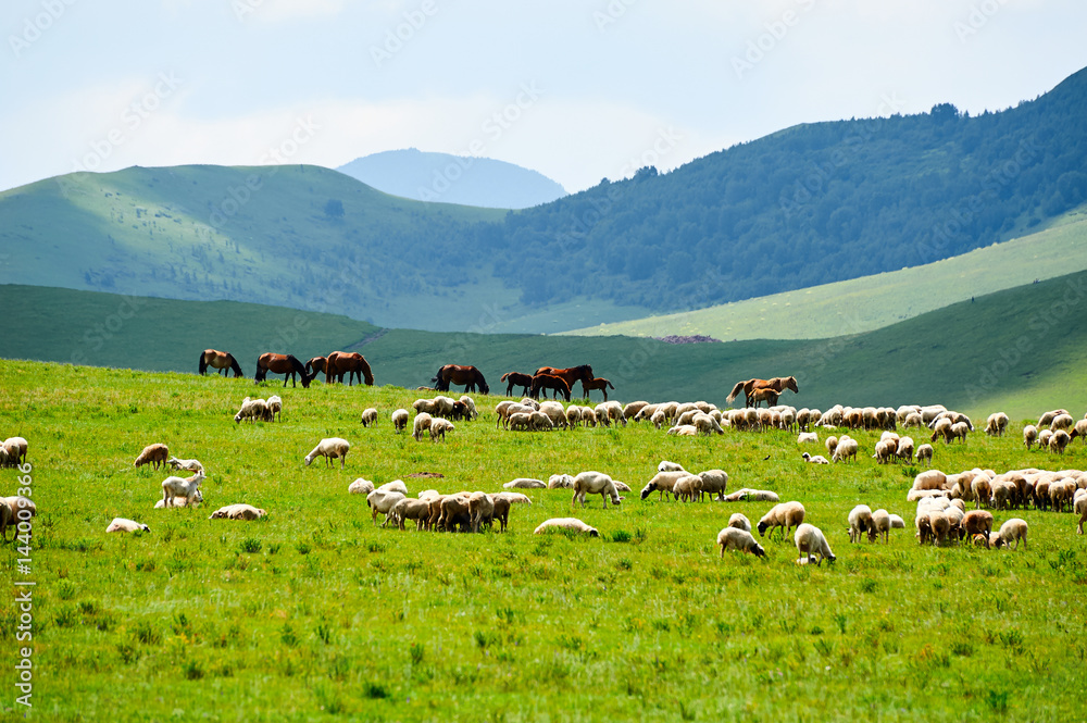 草原上的牛和羊群。