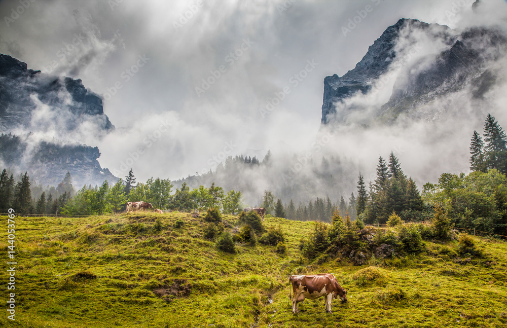 罗森拉，夏天，奶牛在高山风景中吃草，山峰被神秘的雾覆盖