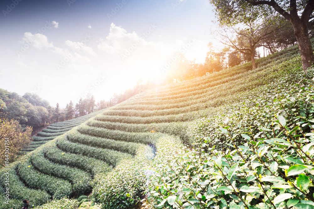 山丘上的绿茶种植园