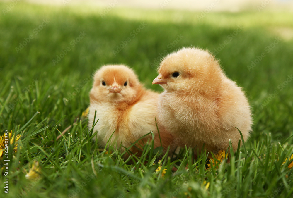 两只可爱的黄色小鸡在五颜六色的蒲公英草地上