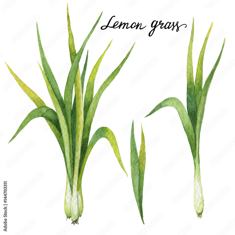 Hand drawn watercolor botanical illustration of Lemon grass.