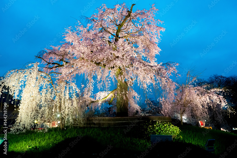 日本京都著名的丸山公园夜景和京都一棵巨型樱花树的花朵