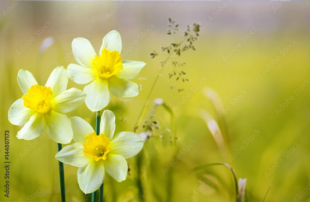春天的三花水仙花，户外草地上的草地上，阳光下，浅灰色特写