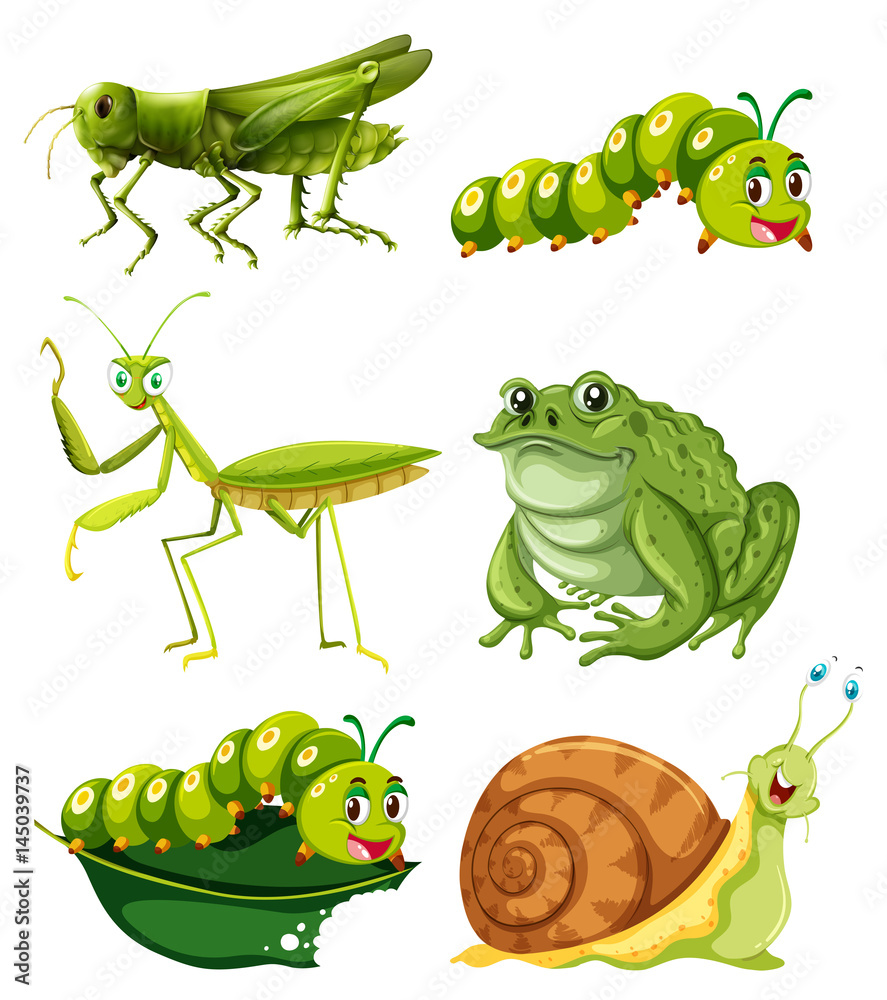 不同类型的绿色昆虫