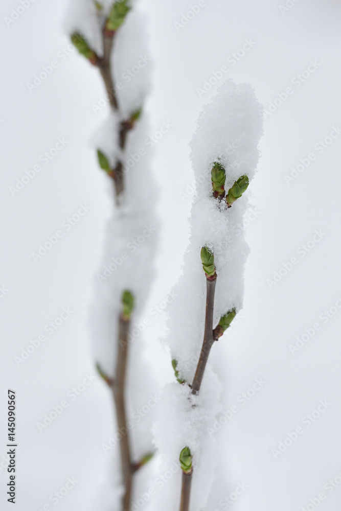 Branch of a plant in the spring in the snow
