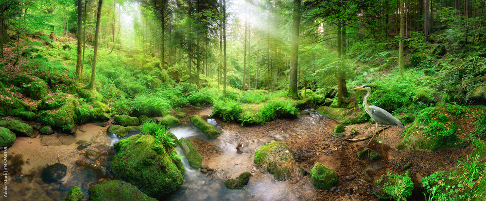 迷人的全景森林风景，柔和的光线透过树叶落下，一条有川的溪流