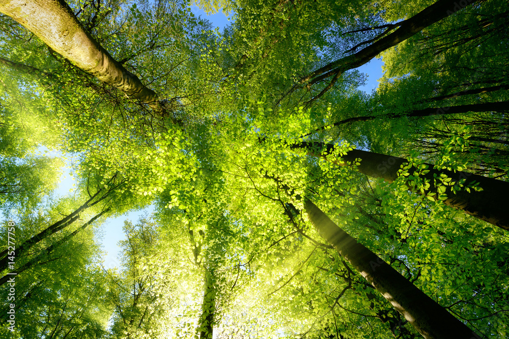 阳光透过树冠，在清新的绿色前景中营造出迷人的氛围