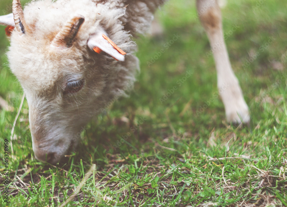 农场上的绵羊吃草复古滤镜