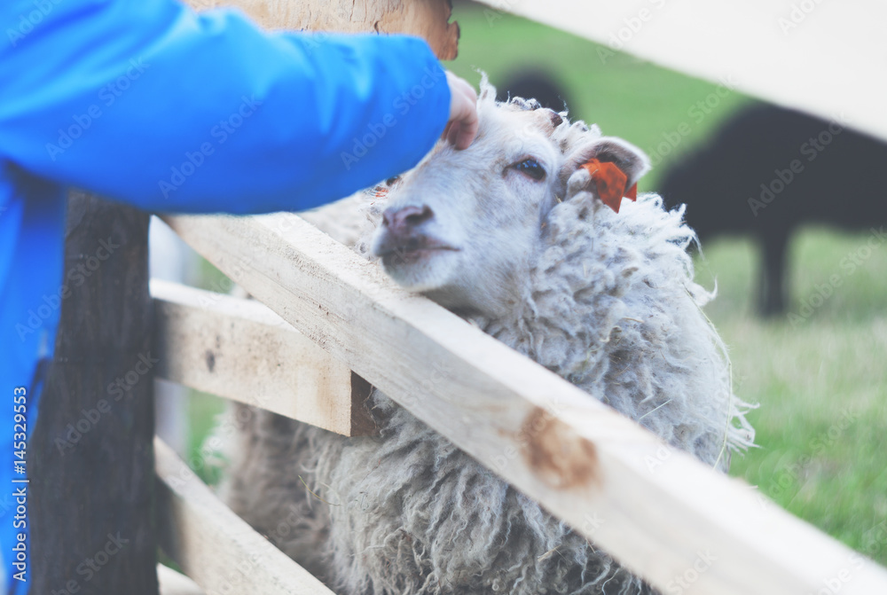 小男孩在农场老式滤镜上抚摸绵羊