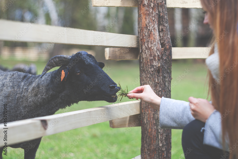 Young woman feeds sheep on farm through fence