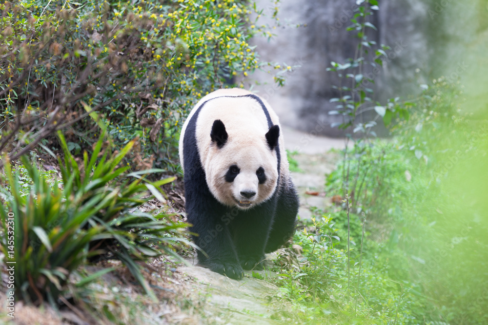 lovely giant panda in zoo