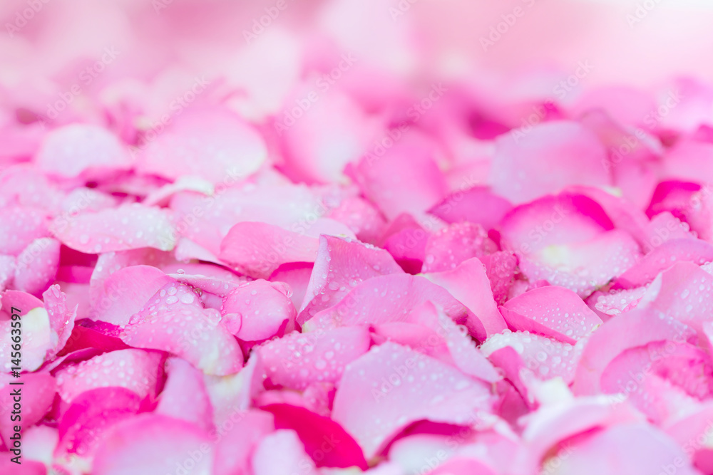 清新淡粉色玫瑰花瓣背景，带水滴