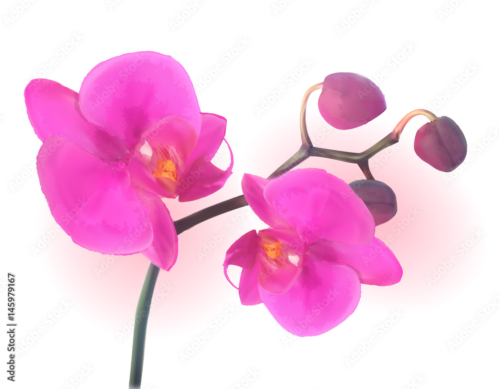 自然美丽的彩色粉红兰花。矢量插图。