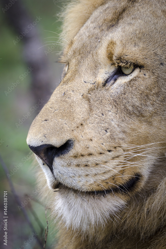 狮子（Panthera leo）。南非姆普姆兰加