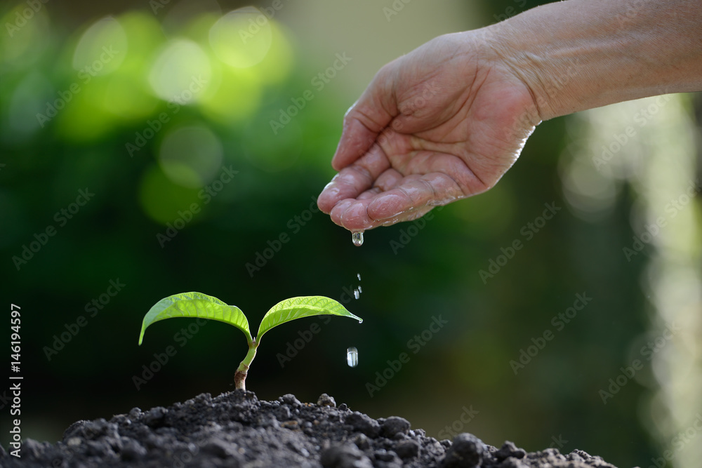  Hand watering a young plant on nature background
