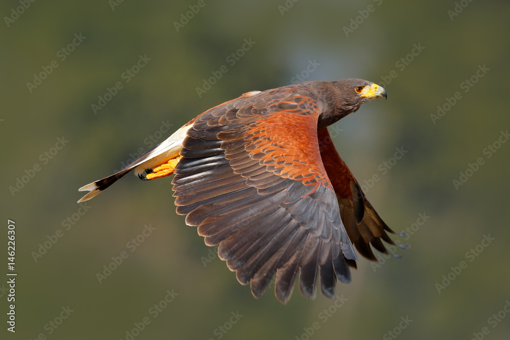 Bird in fly. Harris Hawk, Parabuteo unicinctus, landing. Wildlife animal scene from nature. Bird in 
