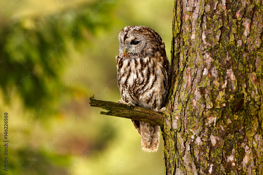 Tawny owl hidden in the forest. Brown owl sitting on tree stump in the dark forest habitat with catc